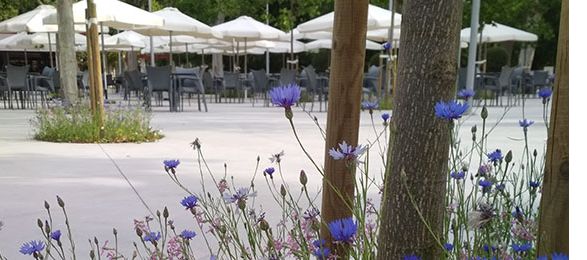 Las Islas de Biodiversidad de Huesca: praderas y alcorques urbanos para observar las estaciones y reconectar con la naturaleza