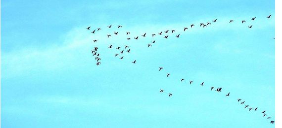 Ley de Restauración de la Naturaleza: penúltimo peldaño